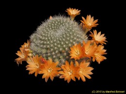 Rebutia krainziana J212 1841